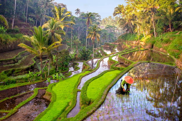trabajadores del arroz sobre el terreno en indonesia - indonesia fotografías e imágenes de stock
