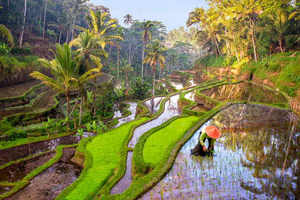 travailleurs de champ de riz en indonésie - bali indonesia rice paddy rice photos et images de collection