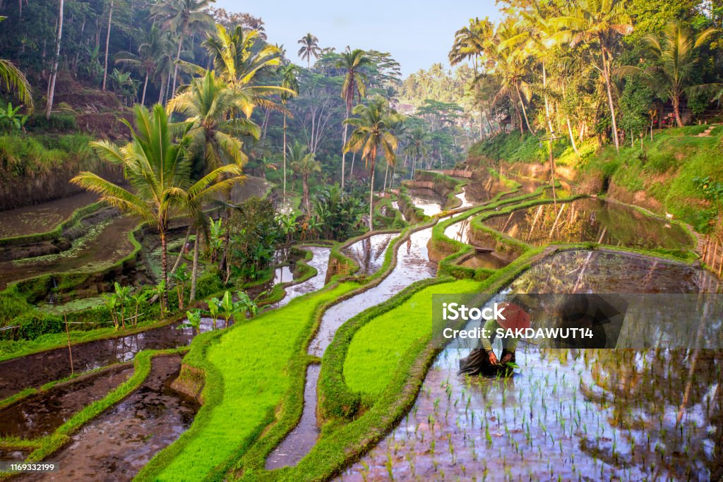 Rice field workers in Indonesia Bali Stock Photo