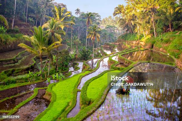 Rice Field Workers In Indonesia Stock Photo - Download Image Now - Bali, Indonesia, Ubud