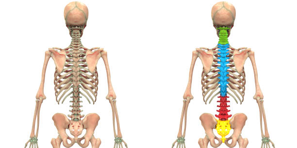 istock Human Skeleton System Vertebral Column Anatomy Posterior View 1169332516