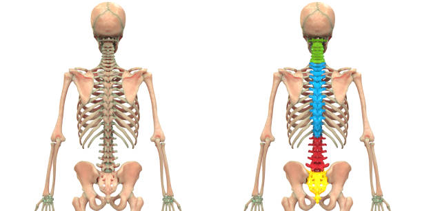 ludzki szkielet system kręgowy kolumna anatomia tylnej widok - ulna one person concepts rear view zdjęcia i obrazy z banku zdjęć
