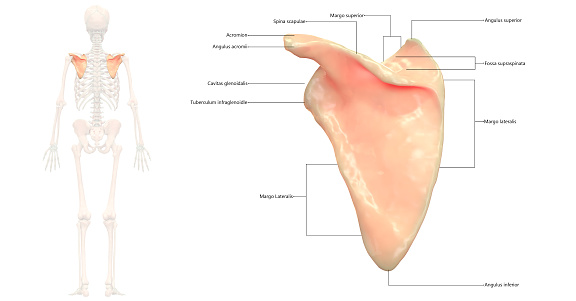 3D Illustration of Human Skeleton System Scapula Anatomy Posterior View