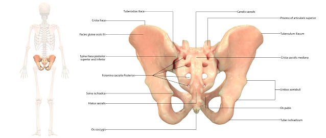 3D Illustration of Human Skeleton System Pelvis Anatomy Posterior View