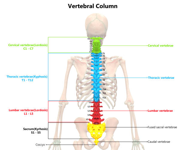 istock Human Skeleton System Vertebral Column Anatomy Posterior View 1169332560