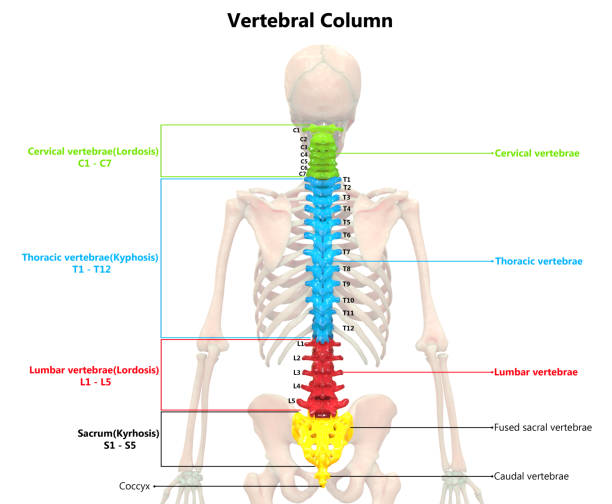 ludzki szkielet system kręgowy kolumna anatomia tylnej widok - ulna one person concepts rear view zdjęcia i obrazy z banku zdjęć