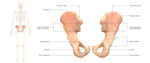 ludzki szkielet system hip anatomia tylny widok - ulna one person concepts rear view zdjęcia i obrazy z banku zdjęć