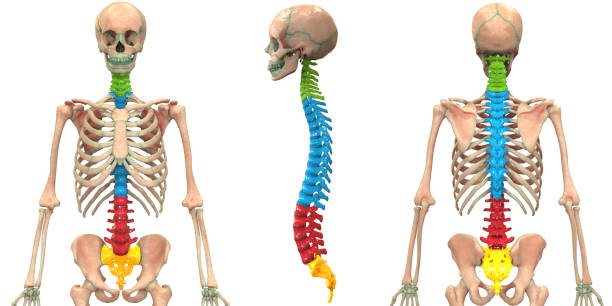 istock Human Skeleton System Vertebral Column Anatomy 1169332620