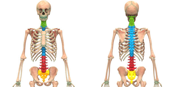 ludzki szkielet system kręgowy kolumna anatomia przednia i tylna widok - ulna one person concepts rear view zdjęcia i obrazy z banku zdjęć