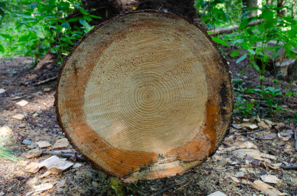 the rings on the pine tree in the forest as a natural background