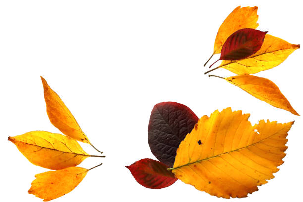 istock Composition of yellow autumn leaves on a white background. 1169334087