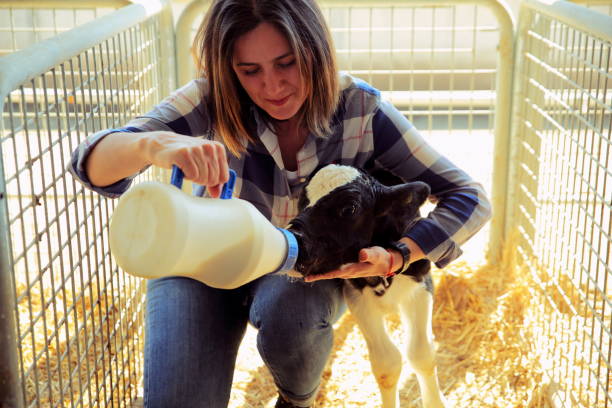 농장에서 우유 병에서 먹이는 작은 아기 암소 - calf newborn animal cattle farm 뉴스 사진 이미지