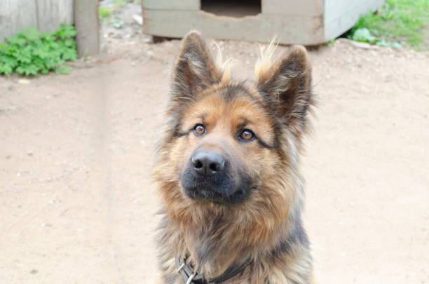 istock German shepherd playing with the ball on the field 1169336818