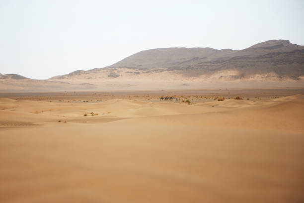 istock Camels in the Sahara 1169339310