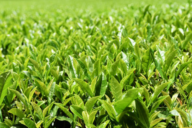 istock Summer tea plantation 1169339447