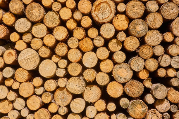 istock Frontal view of stacked cut logs, as background, pattern or texture 1169340702