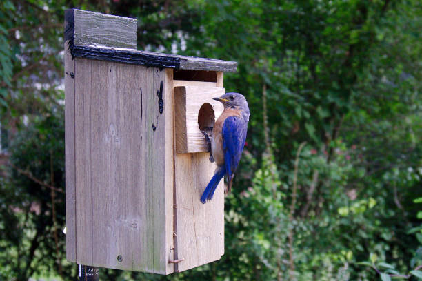 istock Male Bluebird and bluebird box 1169341264
