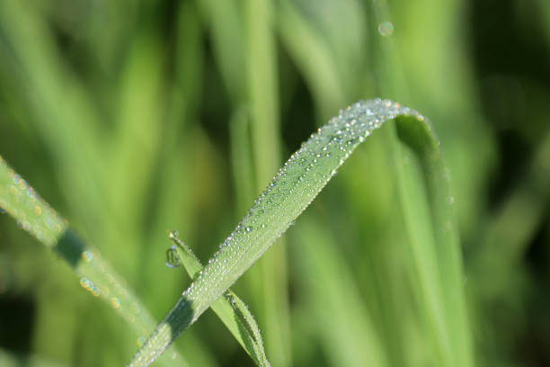 istock Dew on a blade of green grass, macro shot 1169341372