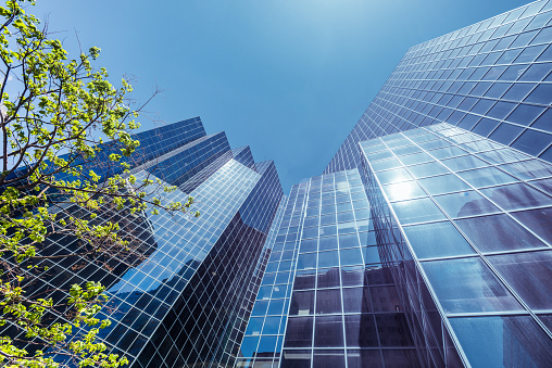 Green trees vs Glass office buildings