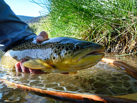 Brown Trout Catch and Release Fly Fishing - Trout in net being released.