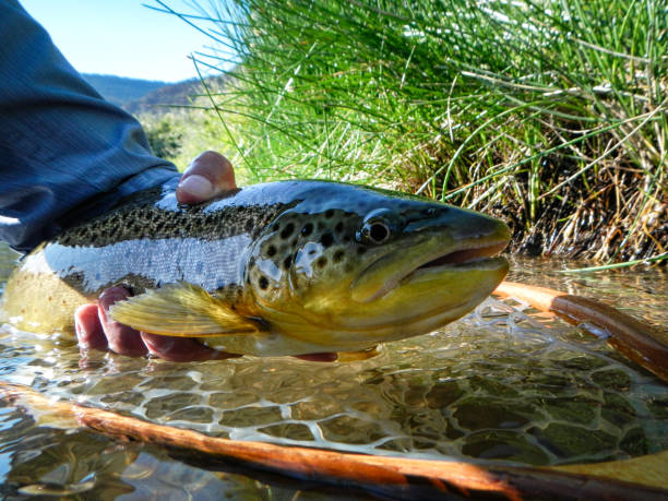 brown trout catch and release fly fishing - brown trout imagens e fotografias de stock