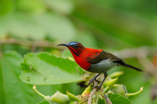 istock Crimson Sunbird catch on branch in nature 1169342919