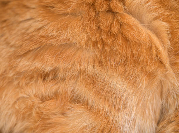 istock Red cat fur closeup. 1169343169