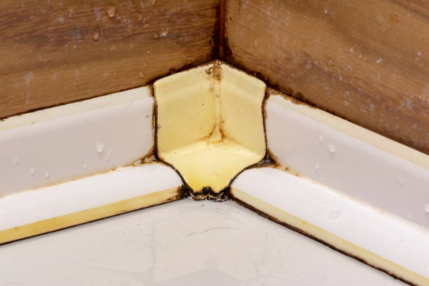 istock Skirting junctions covered with fungus and mud in bathroom 1169343213