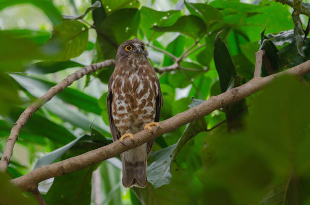 istock Brown Hawk Owl perch on the tree in nature 1169343320