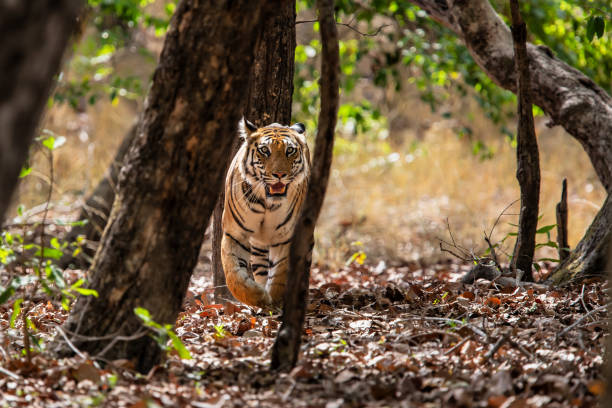 istock Tiger Bandhavgarh India 1169344466