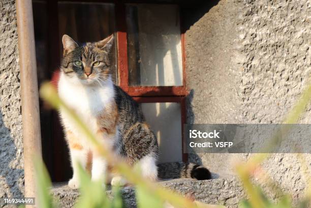Sad Lonely Domestic Cat Is Sitting On Windowsill And Waits On Some Her Owner She Needs Some Love And Care Colored And Brindled Kitten Relax On The Back Legs In Window Stock Photo - Download Image Now