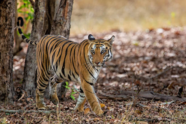 istock Tiger Bandhavgarh India 1169344514