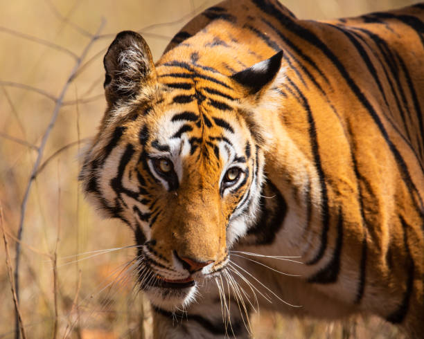 istock Tiger Bandhavgarh India 1169344516