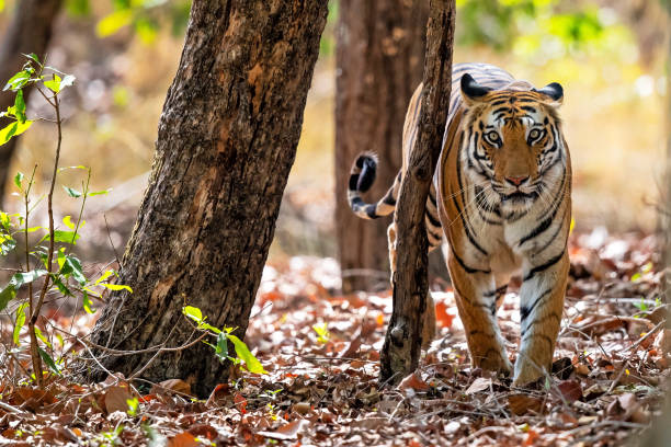Tiger Bandhavgarh India stock photo