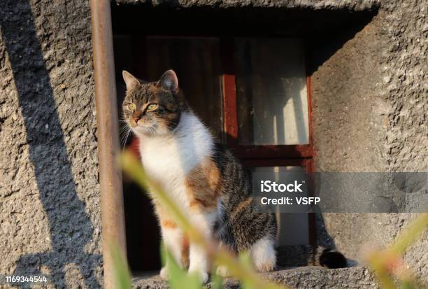 Affectionate Domestic Cat Watch For Her Best Friend And To Go Somewhere On Walk Obedient Kitten Is Sitting In Windowsill Where She Feels In Safe And Look Out For Someone Stock Photo - Download Image Now