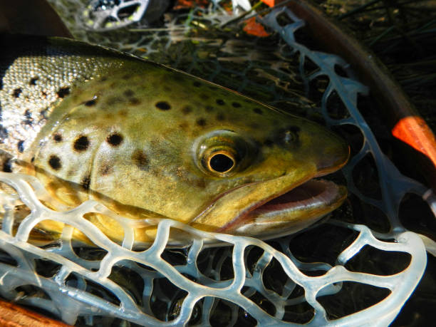 istock Brown Trout Catch and Release Fly Fishing 1169345528