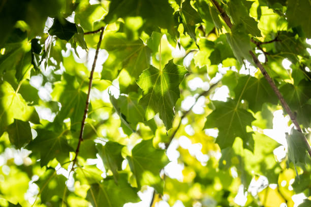 istock Green leaves on maple tree on sky background 1169347017