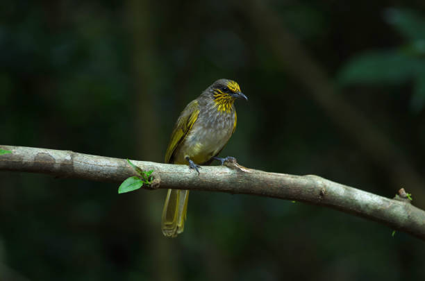 istock Stripe-throated Bulbul on a branch 1169347257