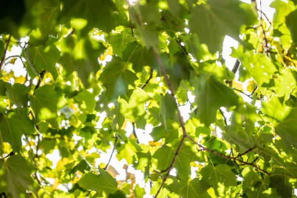 istock Green leaves on maple tree on sky background 1169347298