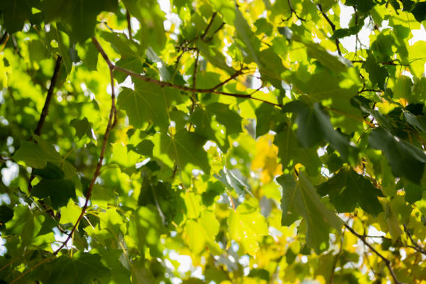 istock Green leaves on maple tree on sky background 1169347471