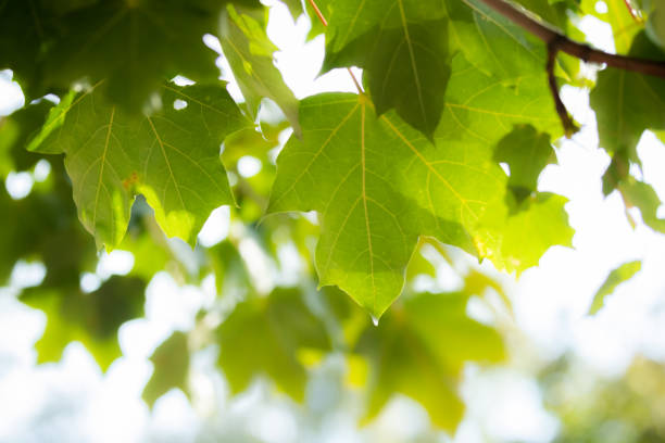 istock Green leaves on maple tree on sky background 1169347504