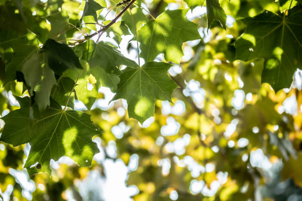istock Green leaves on maple tree on sky background 1169348807