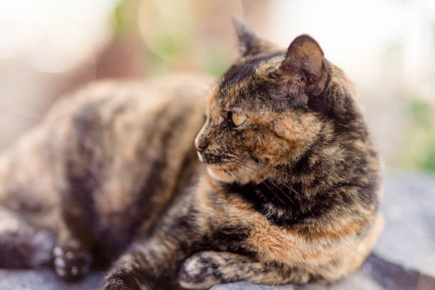 istock beautiful cat in close up 1169349106
