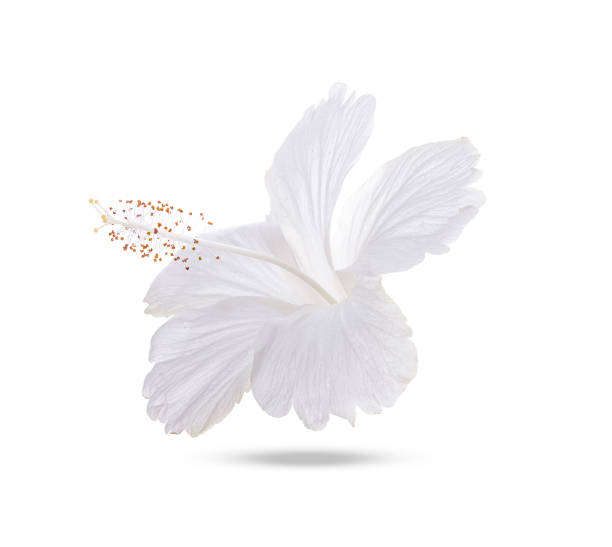 White hibiscus isolated on whitebackgroun