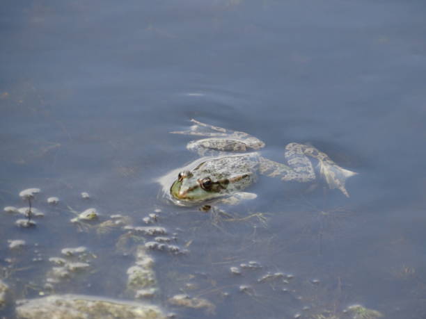 istock Diagonal side view of swimming Marsh Frog 1169350489