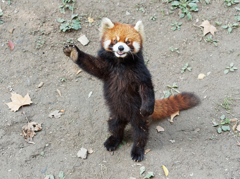 Cute Lesser Panda Standing With Its Legs And Tail Waving Paw To Ask For  Food Acting Like Say Hello Funny Animal Behavior Stock Photo - Download  Image Now - iStock