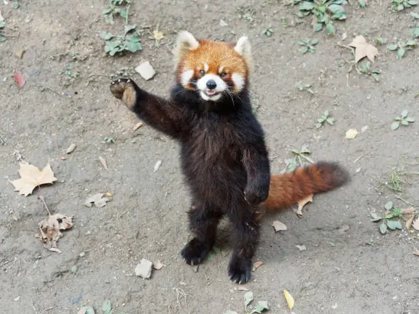 Photo of Cute lesser panda (red panda) standing with its legs and tail, waving paw to ask for food, acting like say hello, funny animal behavior.