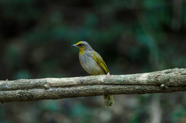istock Stripe-throated Bulbul on a branch 1169352551