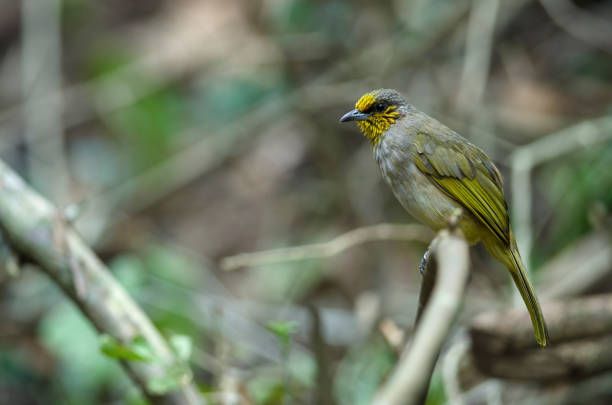 istock Stripe-throated Bulbul on a branch 1169352565