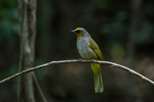 istock Stripe-throated Bulbul on a branch 1169353647